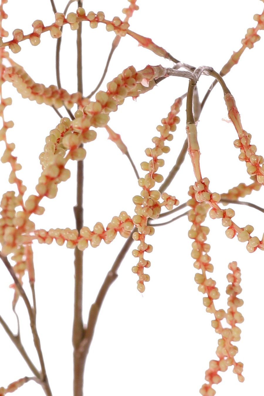 Tamarisk (Tamarix) bud branch, 5 branches with 43 bud bundles, full plastic, 100 cm