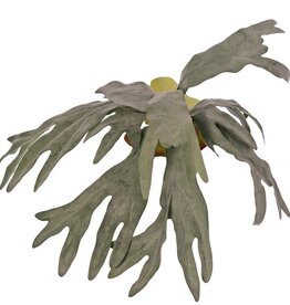 Asta de ciervo (Platycerium) 'Longtail' con 9 hojas flocadas, 3 hojas de manto, 60 cm