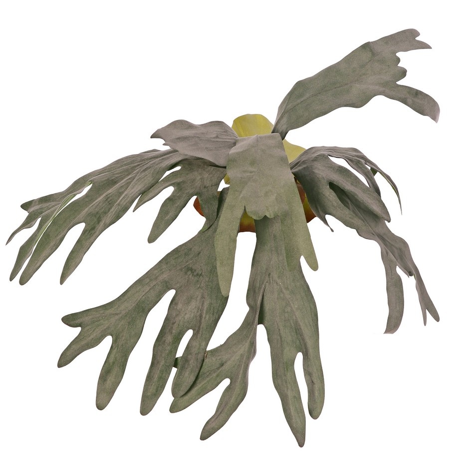 Staghorn (Platycerium) 'Longtail' with 9 flocked leaves, 3 mantle leaves, 60 cm