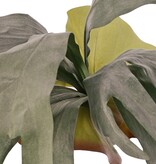 Hertshoorn (Platycerium) 'Longtail' met 9 'geflockte' bladeren, 3 mantelblaadjes, 60 cm