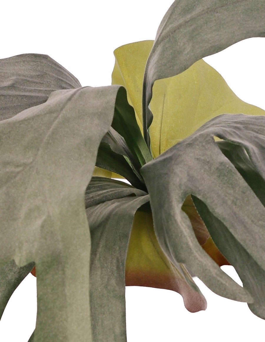 Hertshoorn (Platycerium) 'Longtail' met 9 'geflockte' bladeren, 3 mantelblaadjes, 60 cm