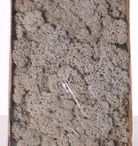 Icelandic moss (reindeer moos), box of 500 gr