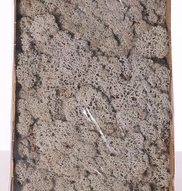 Icelandic moss (reindeer moos), box of 500 gr