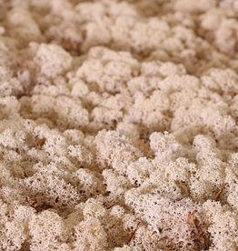 Icelandic moss (reindeer moos), box of 500 gr