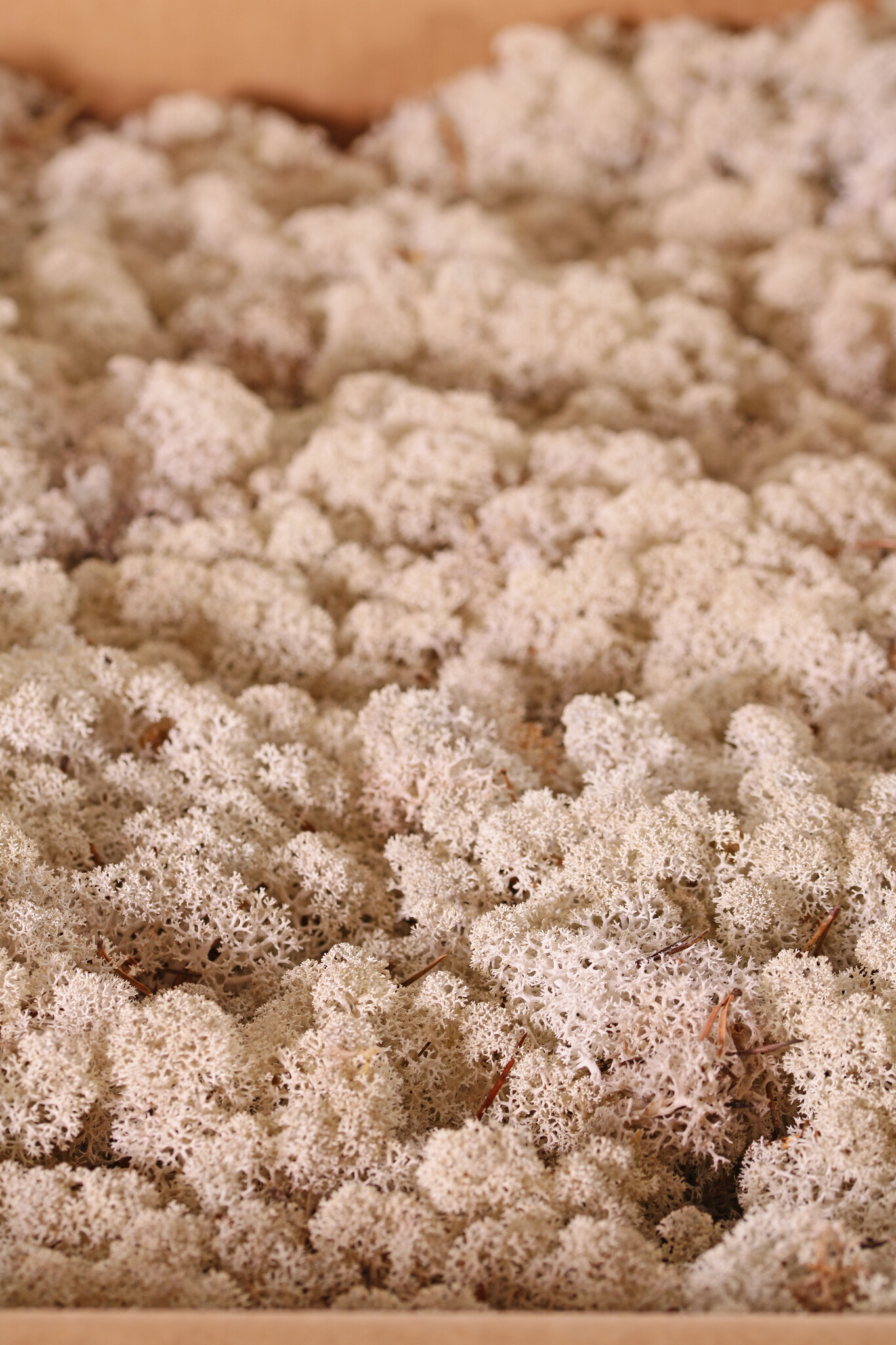 Icelandic moss (reindeer moos), box of 500 gr