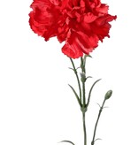 Nelke (Dianthus), Ø 9 cm, H. 6 cm) mit 2 Plastikknospen und 8 Blaettern, 60 cm