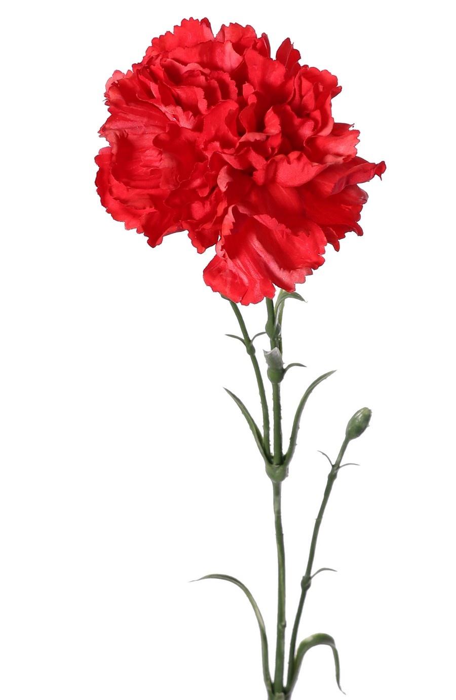Carnation (Dianthus), Ø 9 cm, H. 6 cm) with 2 plastic buds and 8 leaves, 60 cm
