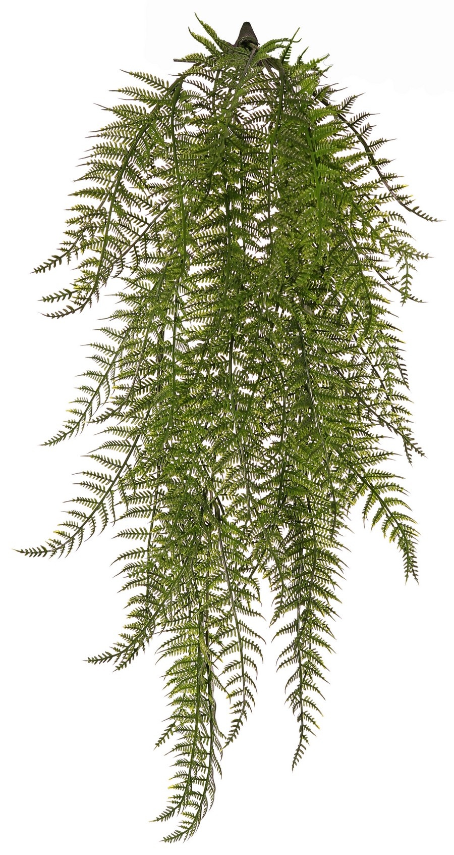 Woodwardia, Wurzelnder Kettenfarn, 7 Zweige, 55 Farnblätter, UV-beständig, 70 cm