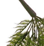 Woodwardiavaren fern, netted-chain fern, 7 branches, 55 fern leaves, UV resistant, 70 cm