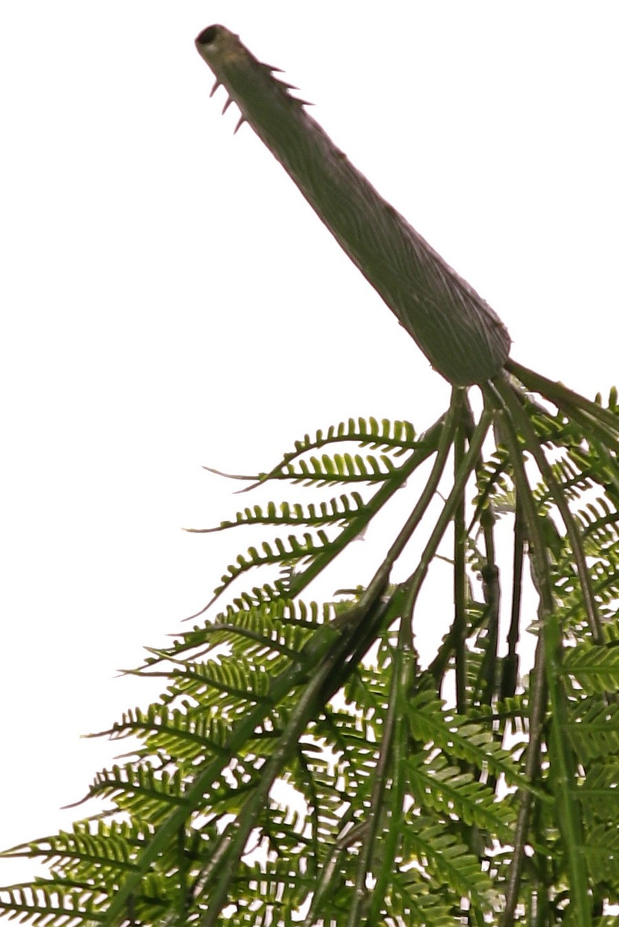 Helecho Woodwardia, 7 ramas, 55 frondas, resistente a los rayos UV, 70 cm