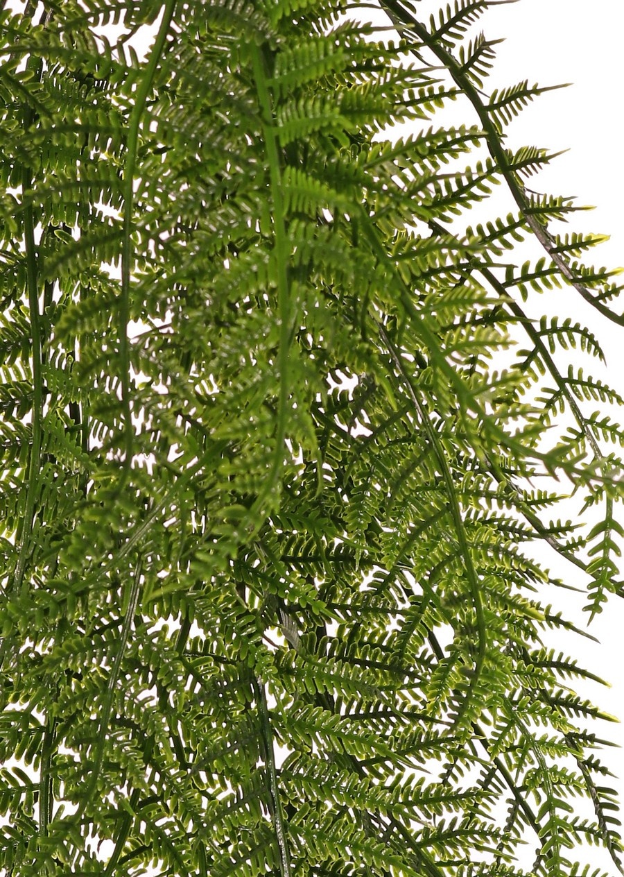 Woodwardiavaren hanger, 7 vertakkingen, 55 varenbalderen, UV bestendig, 70 cm