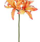 Nerine bowdenii (Kliplelelie) 'de luxe', 5 bloemen, Ø 20 cm, 70 cm