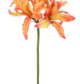 Nerine bowdenii (Kliplelelie) 'de luxe', 5 bloemen, Ø 20 cm, 70 cm