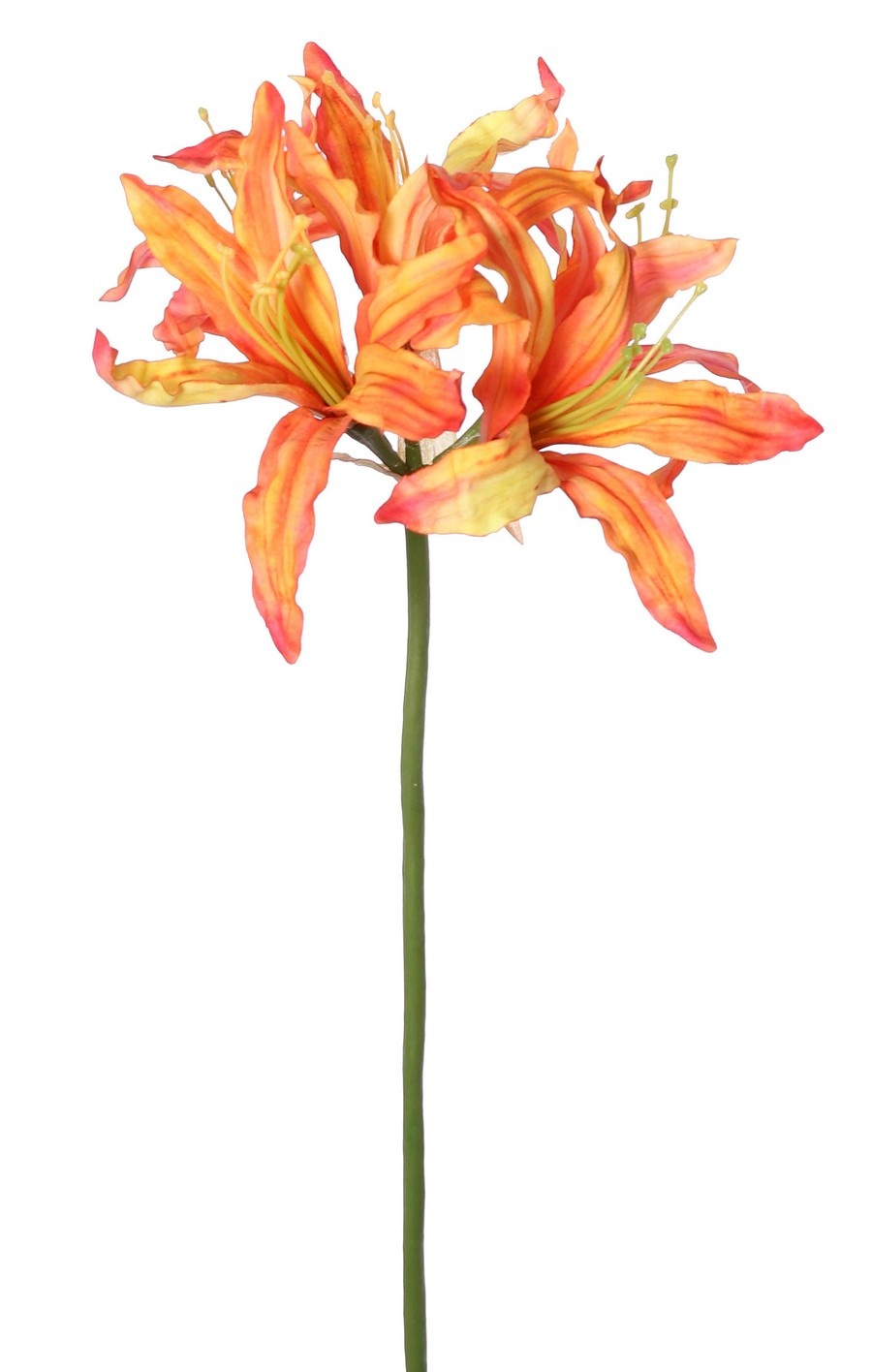 Nerine bowdenii 'de luxe', 5 Blüten, Ø 20 cm, 70 cm