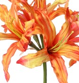 Nerine bowdenii 'de luxe', 5 flores, Ø 20 cm, 70 cm