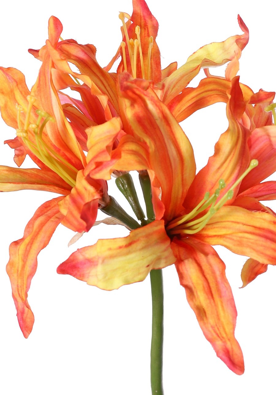 Nerine bowdenii (Cornish lily, Cape flower, Guernsey lily, Bowden lily) 'de luxe', 5 flowers, Ø 20 cm, 70 cm