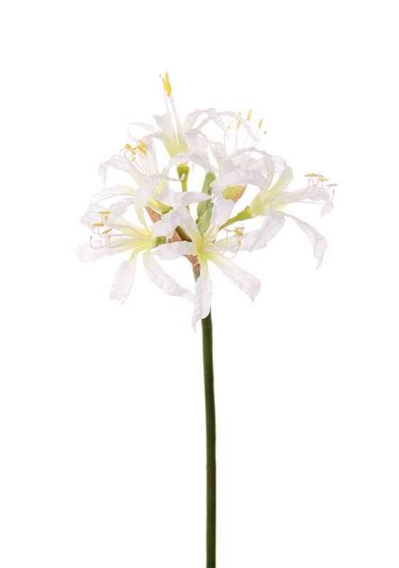 Nerine bowdenii,  6 flores, 71cm