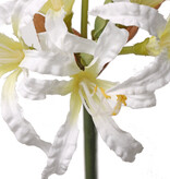 Nerine bowdenii x 6flrs, 71cm