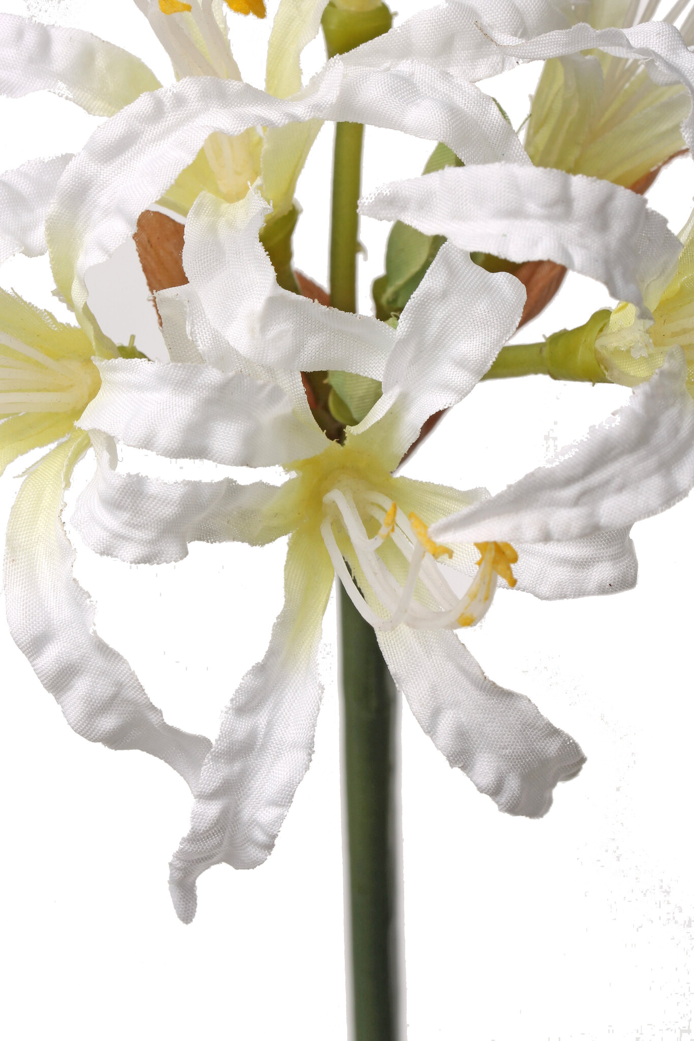 Nerine bowdenii x 6flrs, 71cm