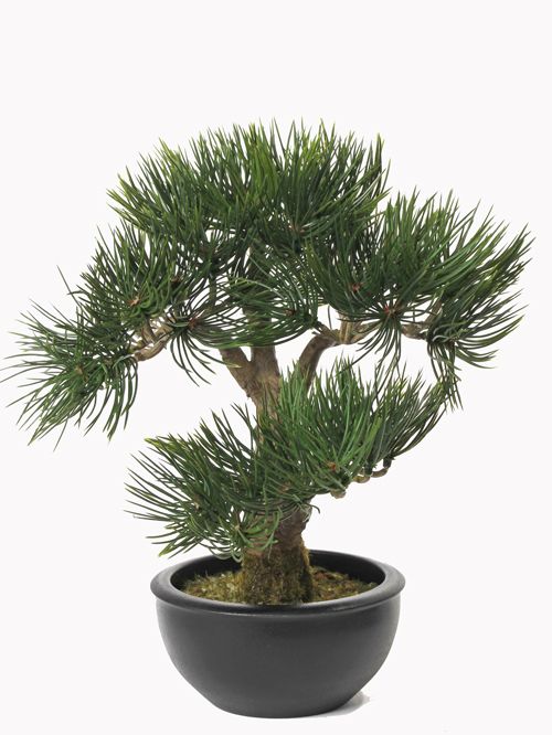 Bonsai Angel Pine, 43 hojas, 33cm