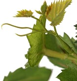 Druivenplant (Vitis vinifera) met 54 bladeren, 2 klimwortels & 3 plastic bladtoeven, UV bestendig en brandvertragend, 60 cm