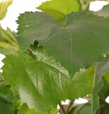 Druivenplant (Vitis vinifera) met 54 bladeren, 2 klimwortels & 3 plastic bladtoeven, UV bestendig en brandvertragend, 60 cm