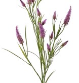 Smalbladklaver (Trifolium angustifolium) 4x vertakt, met 13 bloemen & 70 blaadjes, 80 cm