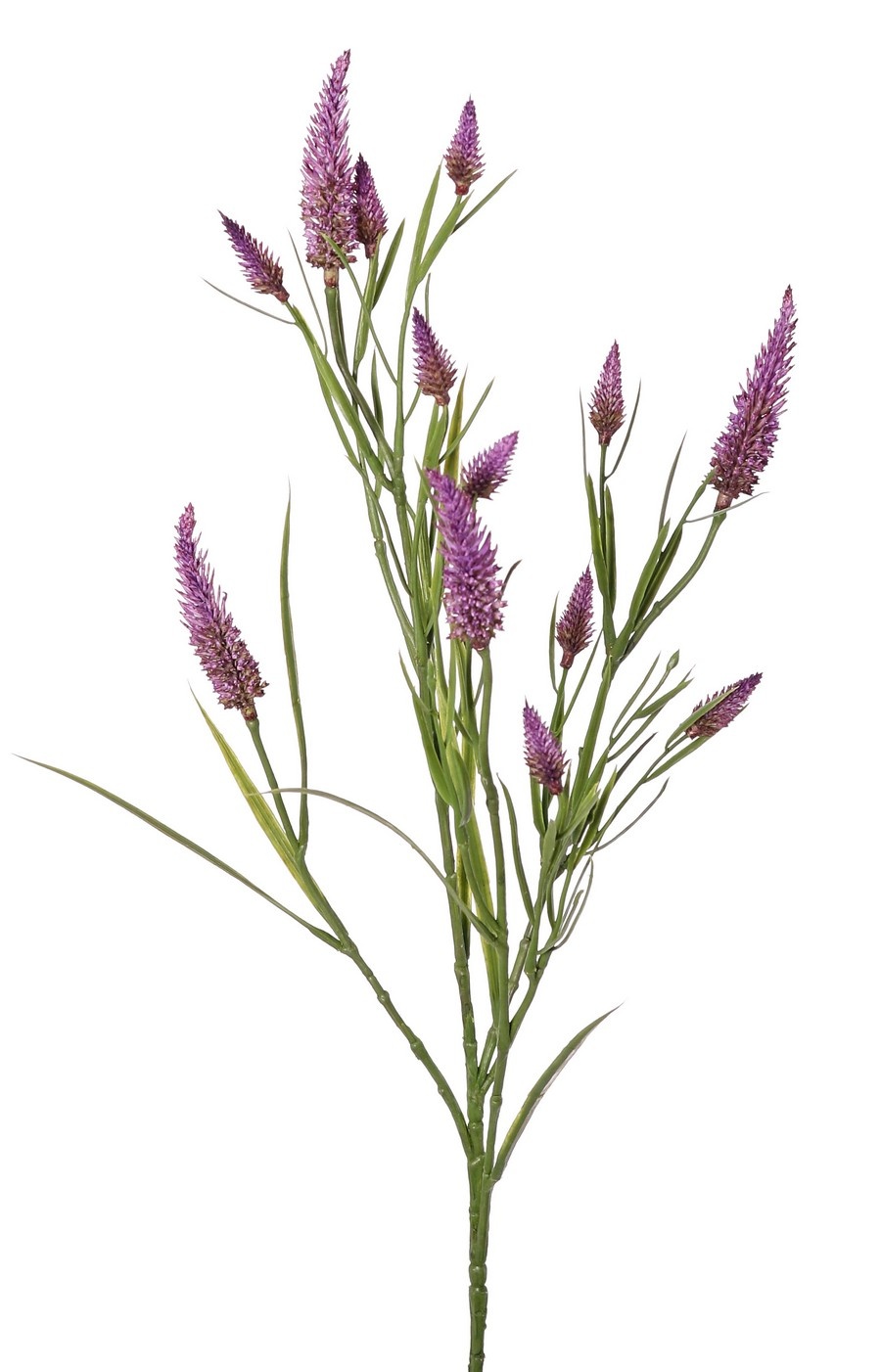 Trébol de hoja estrecha (Trifolium angustifolium) 4x ramificado, con 13 flores y 70 hojas, 80 cm