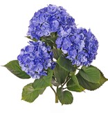 Hortensia (Hydrangea), 'All weather', 3 bloemtrossen (141 bloemen) & 27 blad, 43cm, UV bestendig