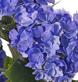 Hydrangea, 'All weather', 3 flower heads & 27 lvs., 43cm, UV safe