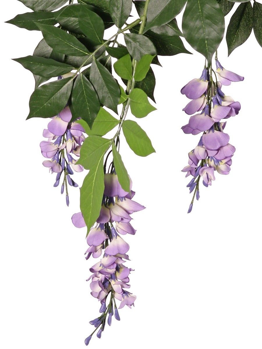 Wisteria (Blauregen) mit 2 Blütenständen, 126 Blätter, 90 cm, schwer entflammbar