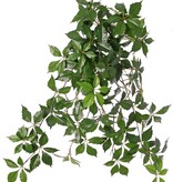 Weinrebenbusch (Parthenocissus) 'Sparkling Nature', 10 Ausläufer mit 315 Blättern 70cm