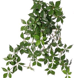 Arbusto de vid (Parthenocissus) 'Sparkling Nature', 10 brotes con 315 hojas 70cm