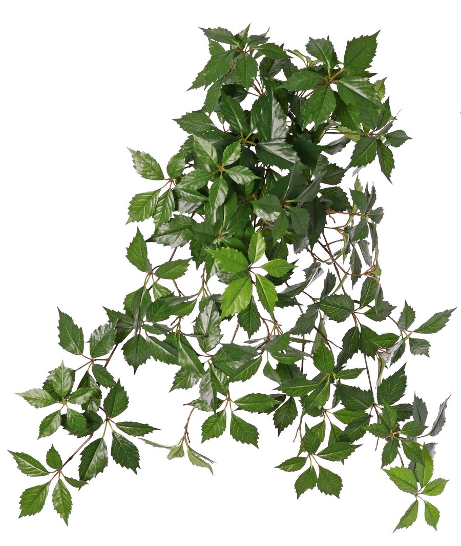 Weinrebenbusch (Parthenocissus) 'Sparkling Nature', 10 Ausläufer mit 315 Blättern 70cm