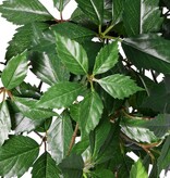 Arbusto de vid (Parthenocissus) 'Sparkling Nature', 10 brotes con 315 hojas 70cm