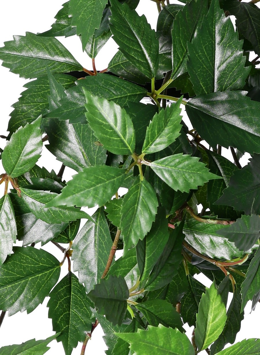 Wingerdbush (Parthenocissus) 'sparkling nature', 10 uitlopers met 315 bladeren 70cm