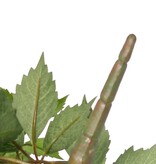 Grapevine bush (Parthenocissus) 'Sparkling Nature', 10 shoots with 315 leaves 70cm