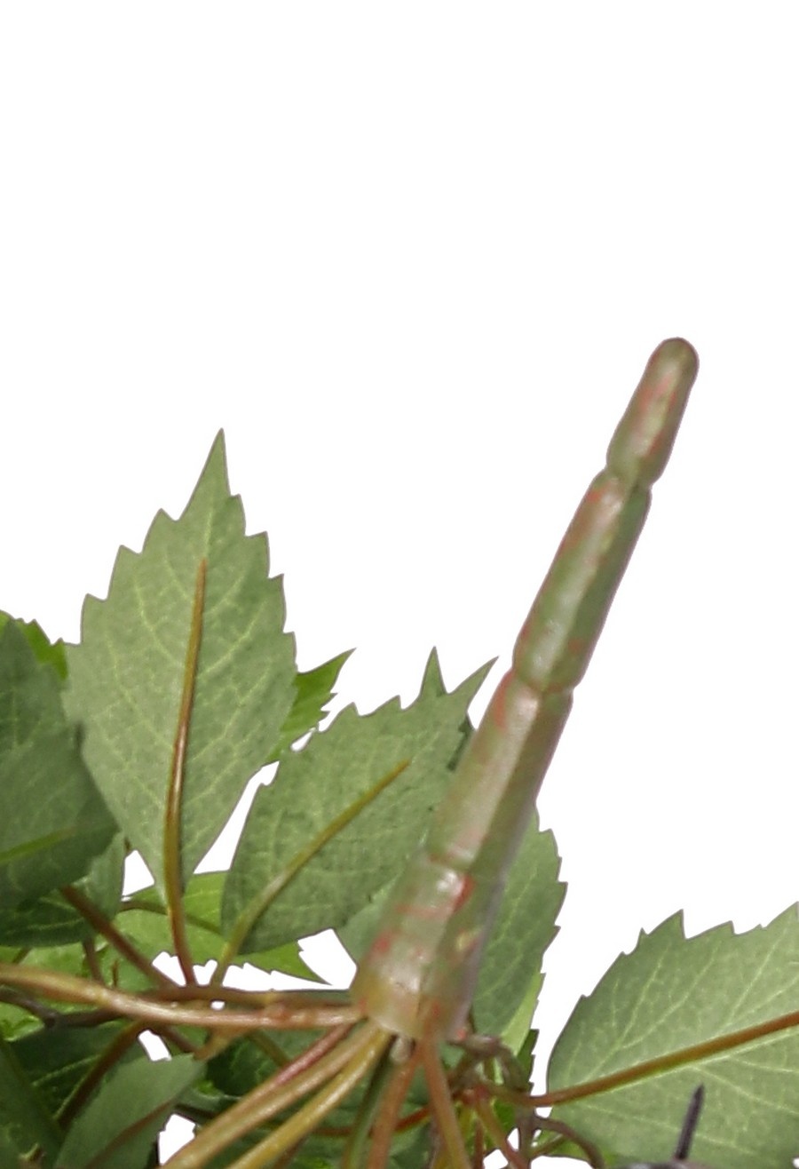 Arbusto de vid (Parthenocissus) 'Sparkling Nature', 10 brotes con 315 hojas 70cm