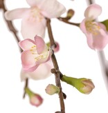 Blütenzweig 'Quinn' mit 43 Blüten (14 groß / 18 mittel / 11 klein) & 28 Knospen, 2x verzweigt, 100 cm