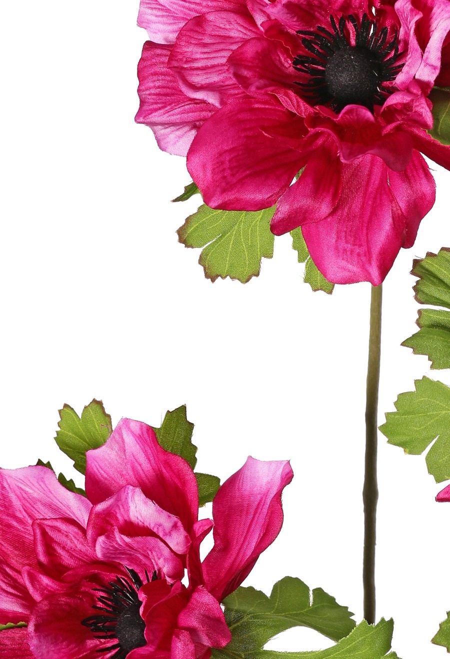 Anemoontak (Anemone) x 3 met 3 bloemen (2x 10 cm/ 1x 8 cm), elk met 3 kelkbladeren, 75 cm