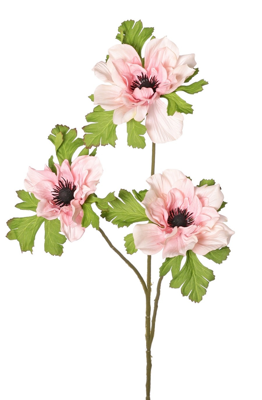 Anemoontak (Anemone) x 3 met 3 bloemen (2x 10 cm/ 1x 8 cm), elk met 3 kelkbladeren, 75 cm