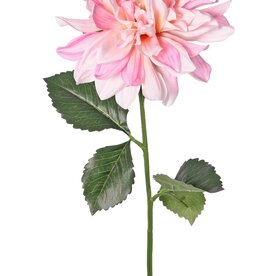 Dalia 'Garden Joy' con 1 flor (Ø 17 cm) y 5 hojas, 70 cm