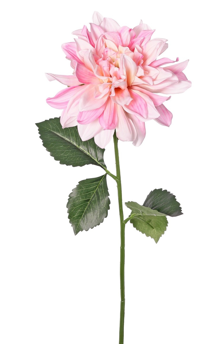 Dalia 'Garden Joy' con 1 flor (Ø 17 cm) y 5 hojas, 70 cm