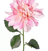 Dahlie 'Garden Joy' mit 1 Blüte (Ø 17 cm) und 5 Blättern, 70 cm