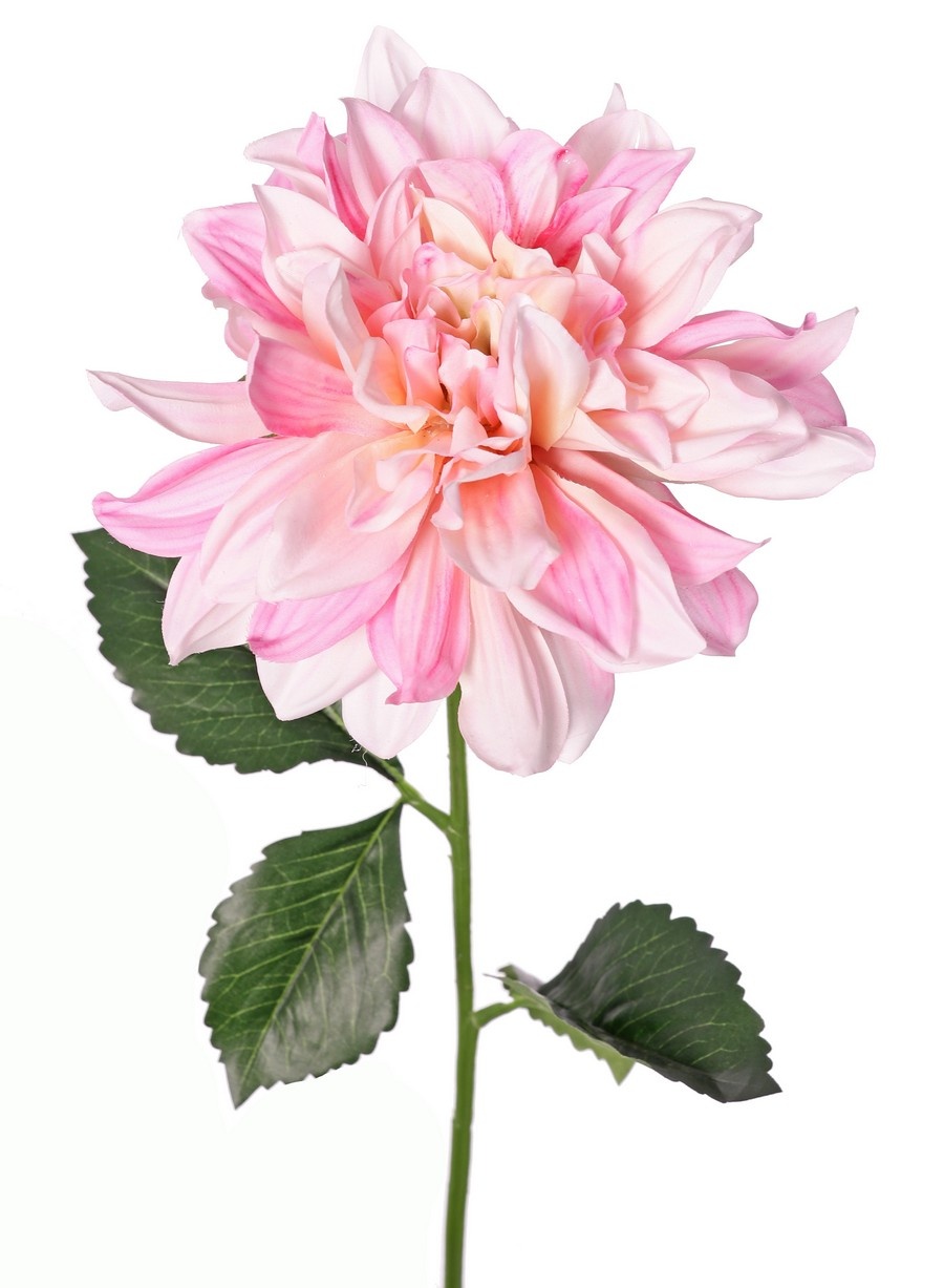 Dalia 'Garden Joy' con 1 flor (Ø 17 cm) y 5 hojas, 70 cm