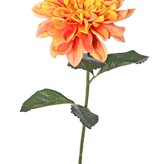 Dalia 'Garden Joy' con 1 flor (Ø 17 cm) y 5 hojas, 70 cm