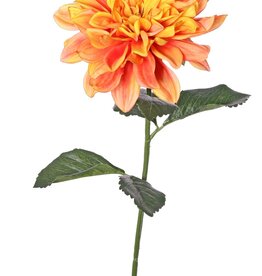 Dahlia 'Garden Joy' with 1 flower (Ø 17 cm) & 5 leaves, 70 cm