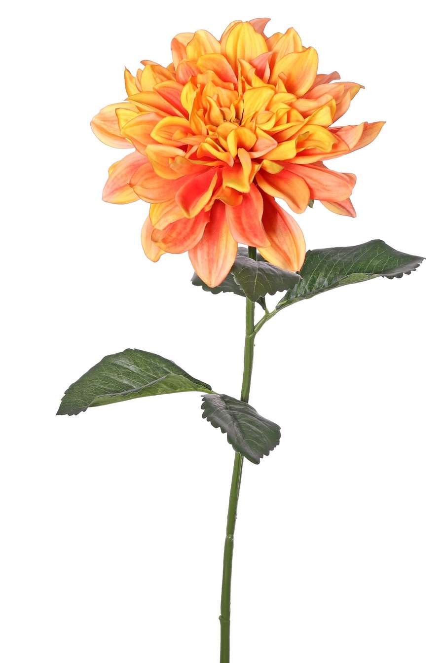 Dahlia 'Garden Joy' with 1 flower (Ø 17 cm) & 5 leaves, 70 cm