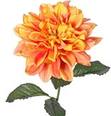 Dalia 'Garden Joy' con 1 flor (Ø 17 cm) y 5 hojas, 70 cm