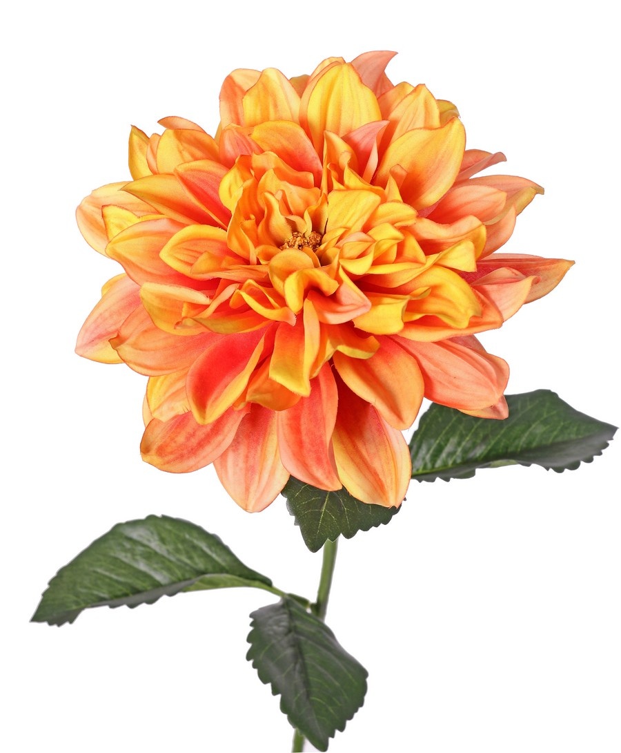 Dalia 'Garden Joy' con 1 flor (Ø 17 cm) y 5 hojas, 70 cm